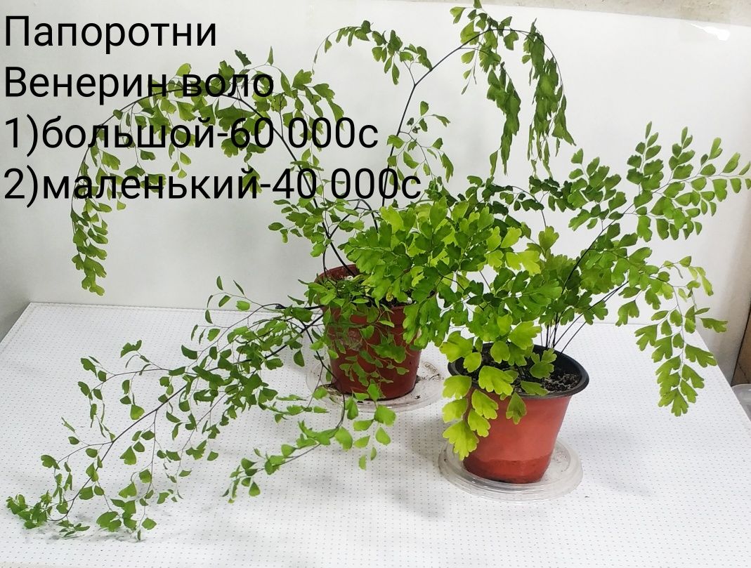 Папоротники и другие цветы