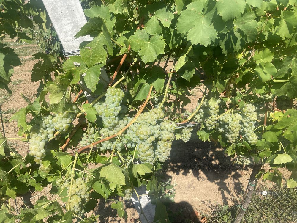 Vand struguri de vin albi Muscat Ottonel