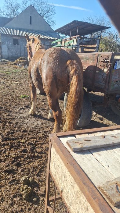 Vand manza de 1,5 ani