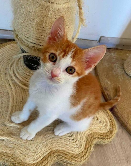 Adoptie pui de pisica roscat tigrat gradinita Miau miau