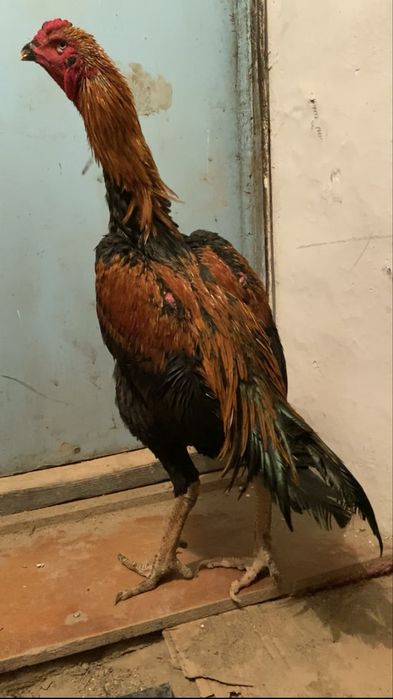 Дакан сентябрскии