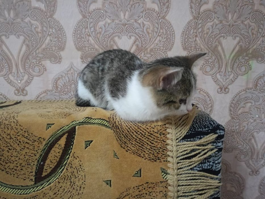 Отдам котенка Анелячку