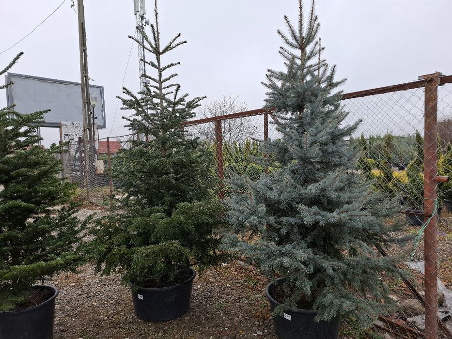 Brazi  și Leilandy  Potigrafu  Ofertă ofertă