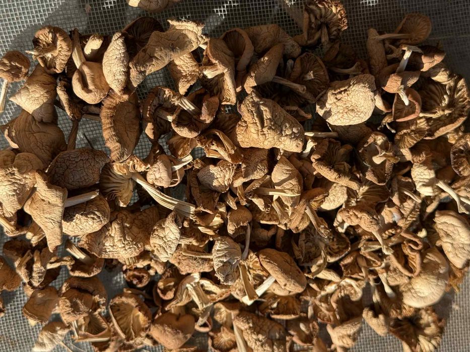 Сушени челядинки от Родопите -цели нова реколта