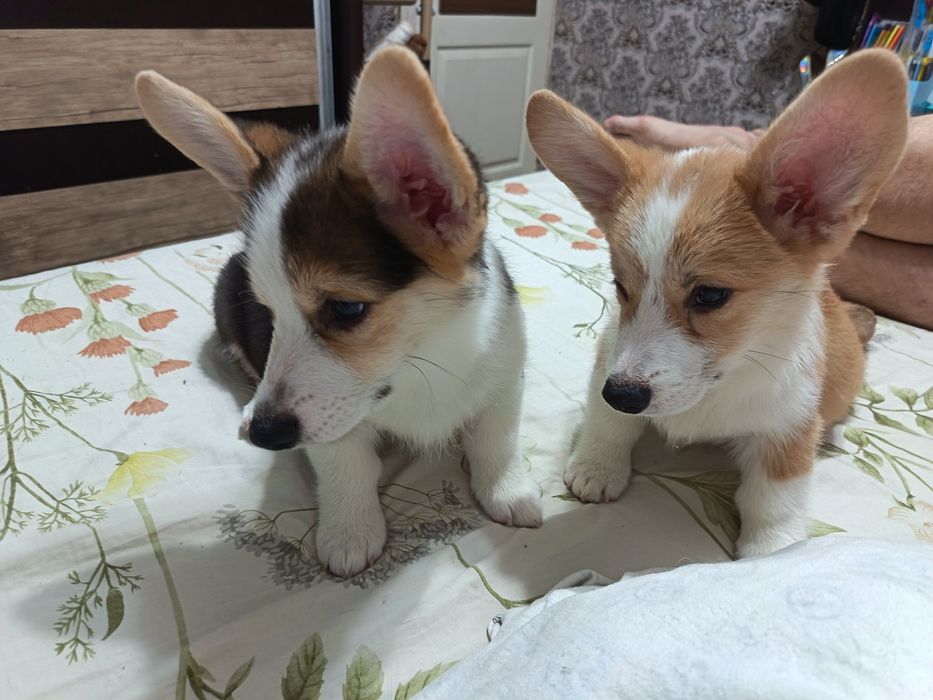 Щенки КОРГИ пемброг