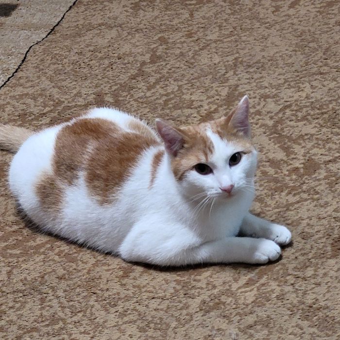 Котик ,9 месяцев