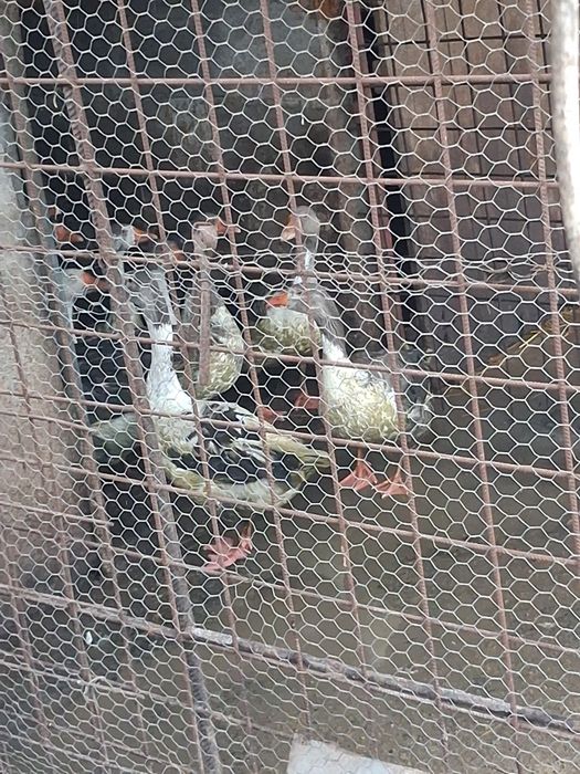 Gaste românești 12 buc 120 de lei pe bucata