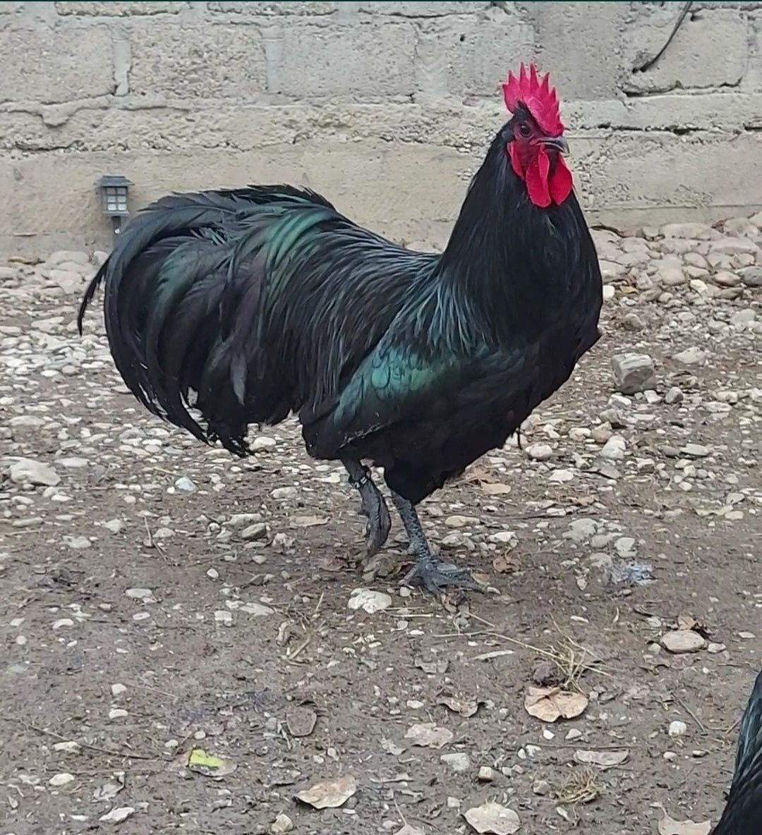 Pui australorp negru, rasă pură