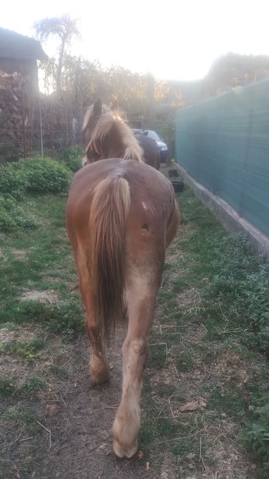 Vând cal bun de ham