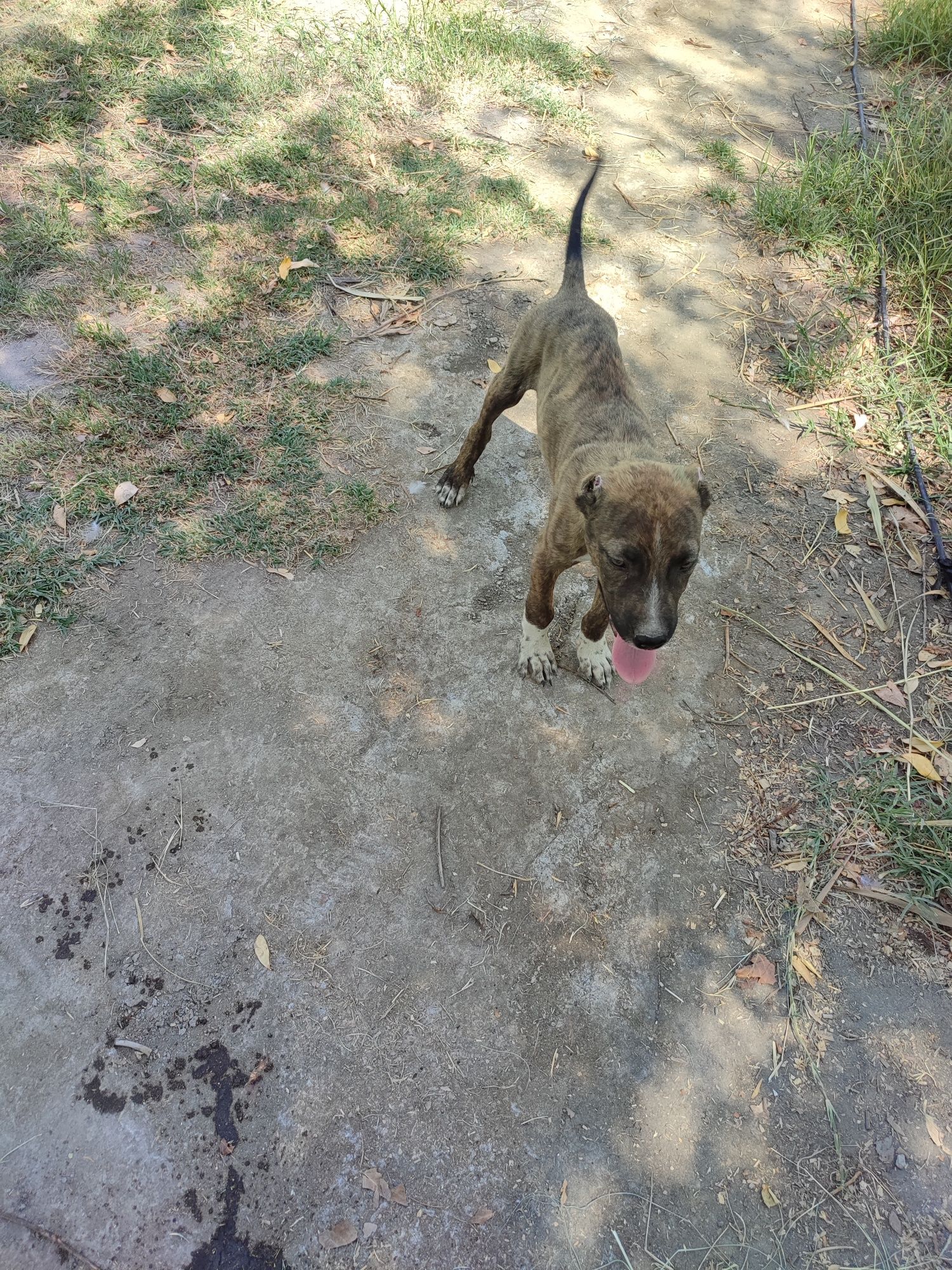 Pit bull kuchik sotiladi