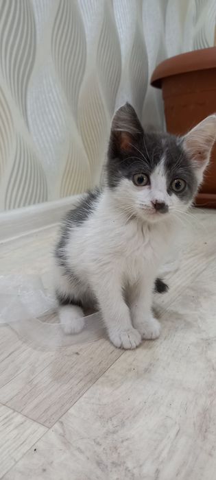 Котенок мальчик  ласковый малыш