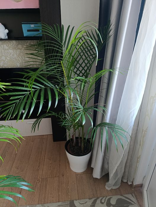 Продам растения живые .