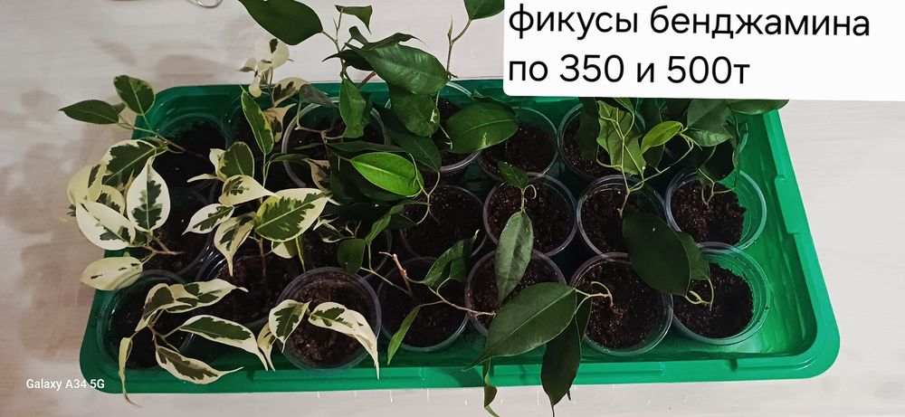 Разные виды комнатных цветов