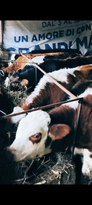 Vând 8 vitele de rasa