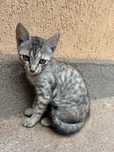 Donez pisica blanda