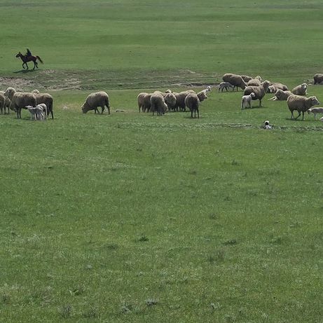 600 голов отара овец . Порода меринос