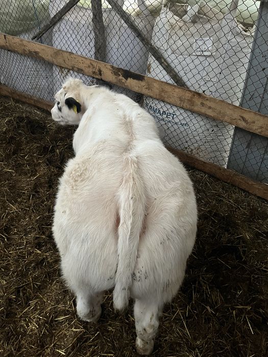 Vand vitea belga 75%