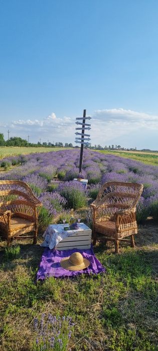 Tufa lavanda de 4 ani plantata