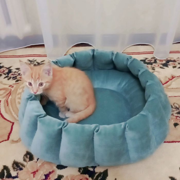 Лежанки для кошек и маленьких пород собак