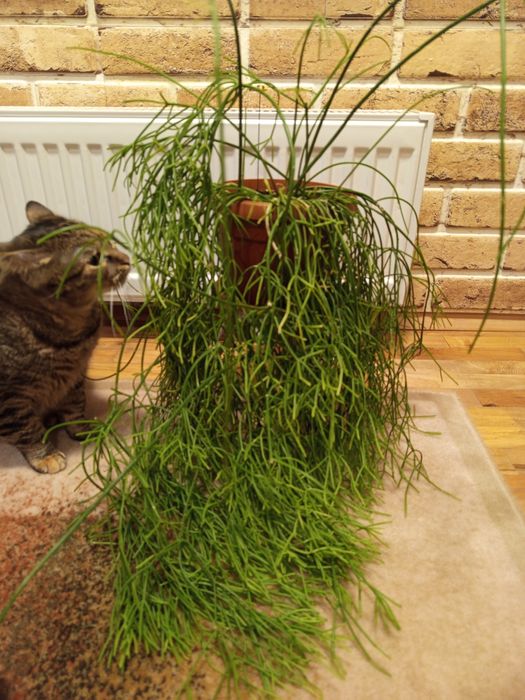 Цветя-рипсалис, аспарагус, кактус