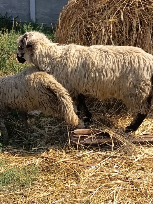 Vând două miele și un berbec