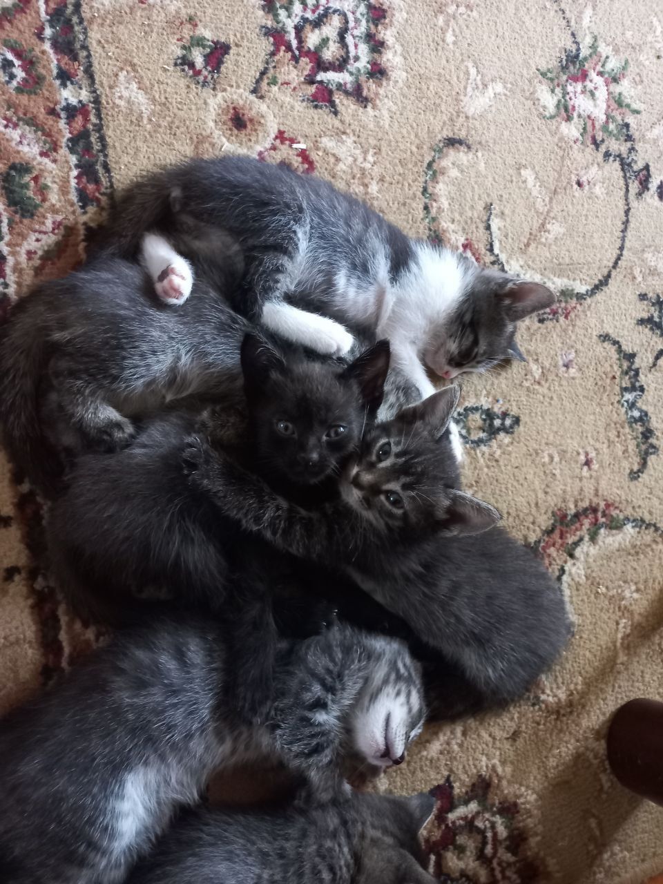 Mushuk bolalari yaxshi qo'llarga beriladi
