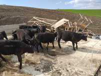 Vitele angus foarte frumoase 10 buc fără origine