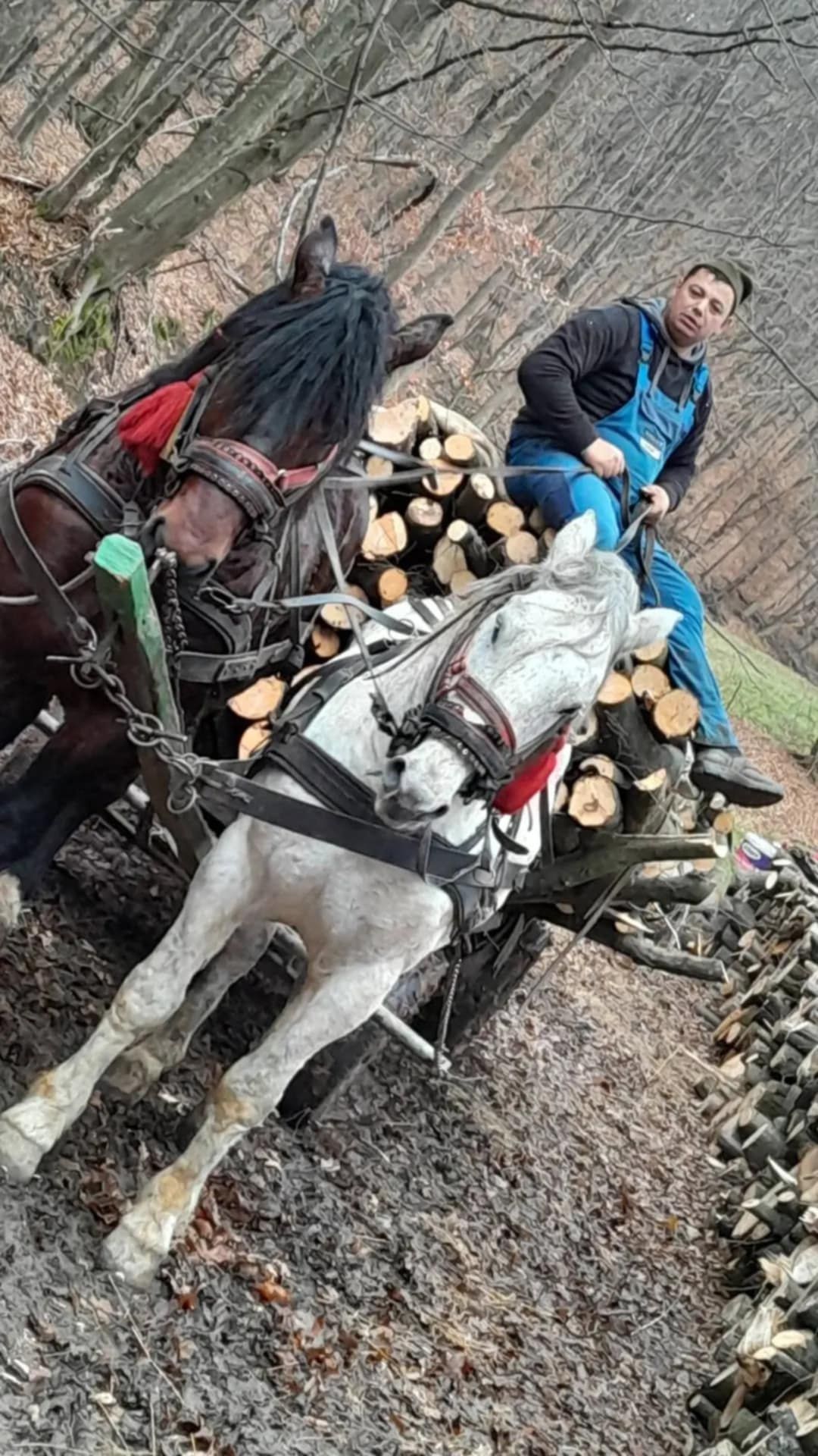 Cai de vânzare buni pentru lucru