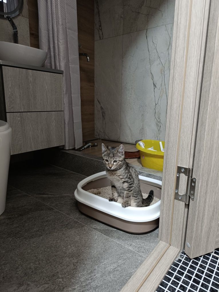 Отдам котёнка в добрые и заботливые руки