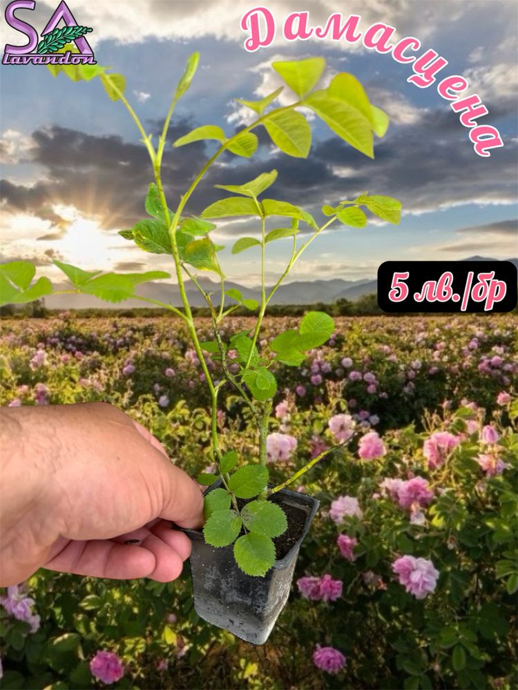 Лавандула-разсад,туфи,саксии.Българска Маслодайна Роза…