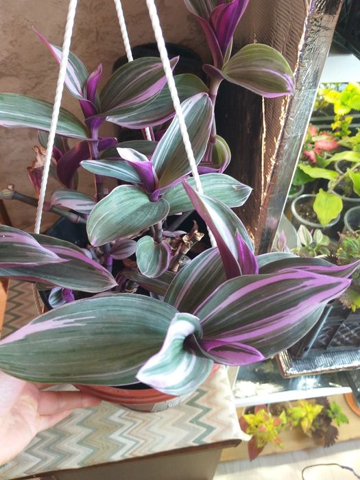 Традесканции разных сортов