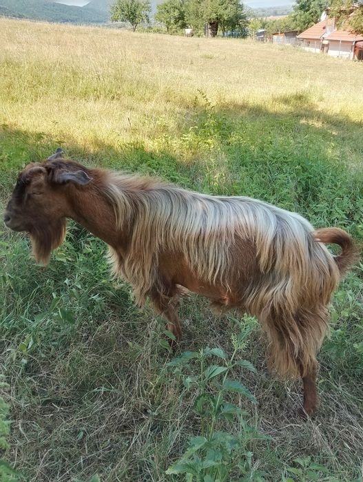 Vând țap!! Negociabil