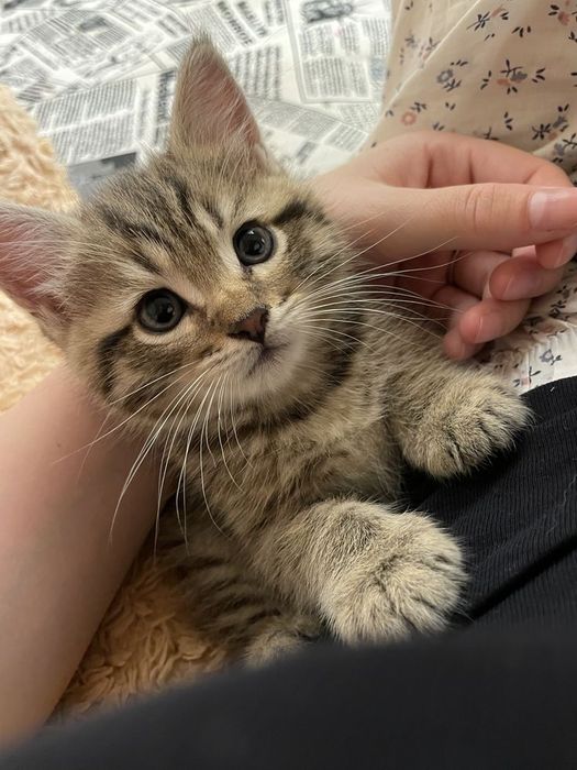 Отдам котят в заботливые руки