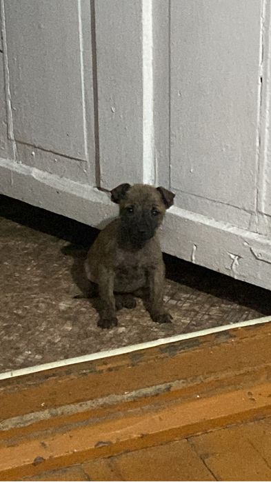 Брошеные щенята с улицы