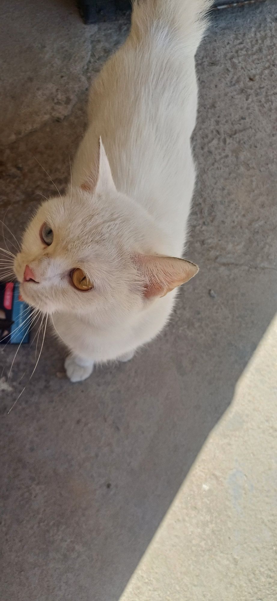 Turkiy Angora mushuklari oq rangli, ipaksimon yungli