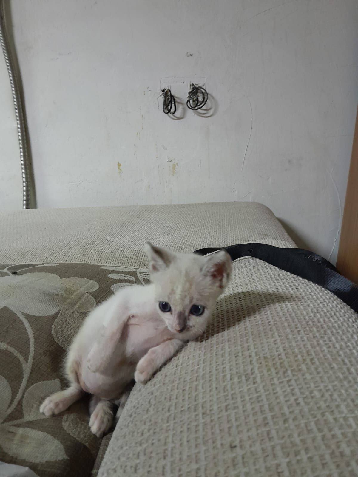 Котята ищут дом!
