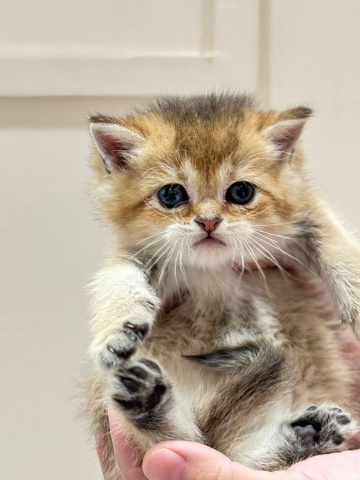 Продаю катят шины шыла