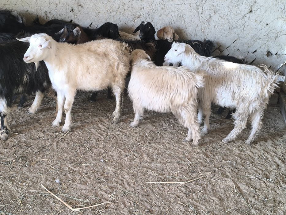 Echki sotiladi bugʻuz