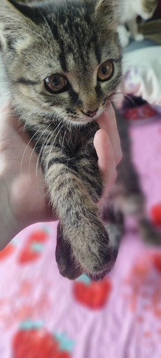 Отдам катят бесплатно (смешанные)