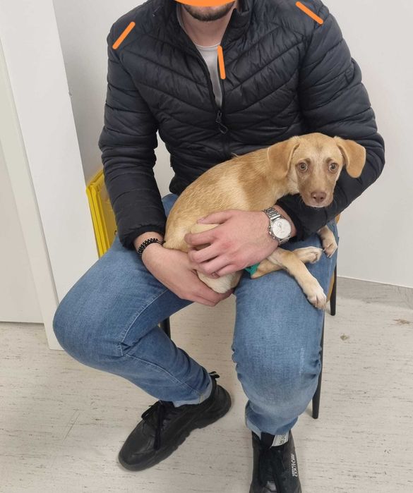 Adopta-l pe SCOOBY DOO – micul erou care a invins moartea!