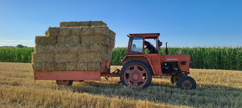 Paie de grau de vănzare