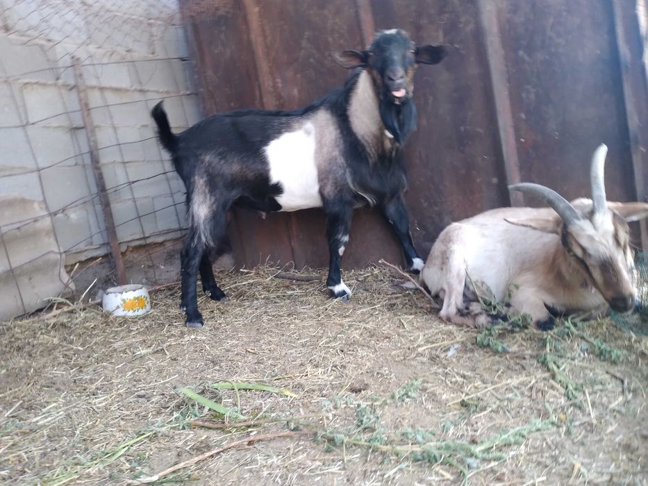 Козел на племя или обмен, порода англ-нуб