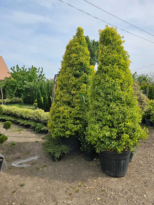 Tuia smarald lelandy braband spirale pon pon magnolia mesteacăn