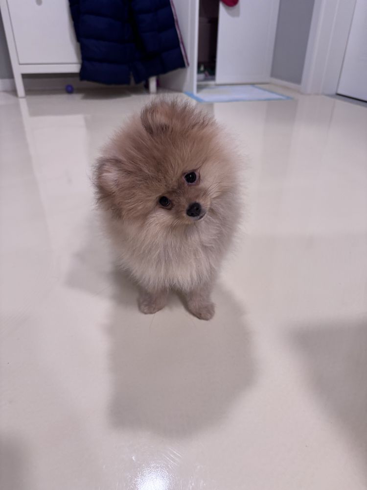 Mascul Pomeranian, pedigree FCI