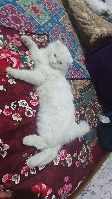 Shotland mushuki sotiladi