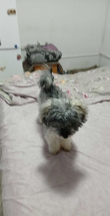 Bichon  havanez,7 luni