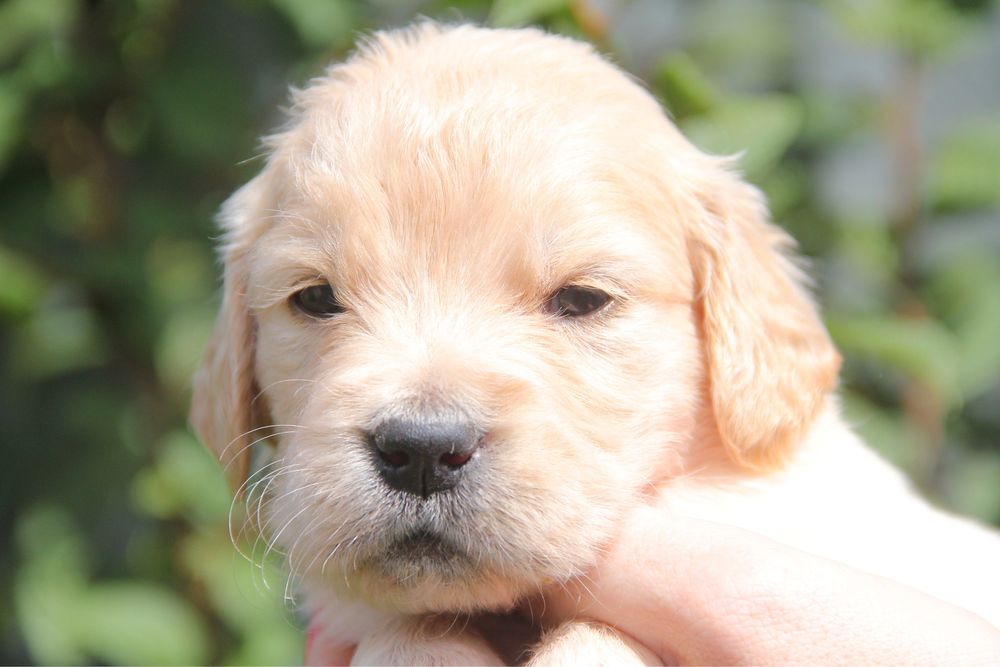 Голден ретривер щенки