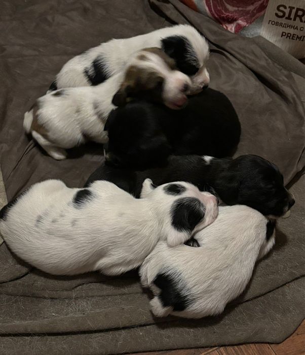 Щенки спаниеля от рабочих родителей