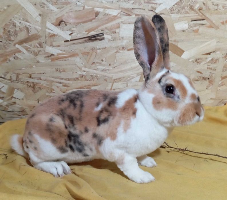 Крольчата породы рекс,3 месяца -10000 тенге