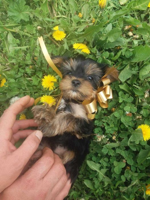 Мини Йоркширски териер йорки